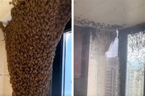 蜜蜂飛進家裡
